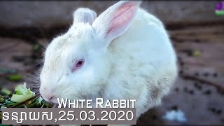 ទន្សាយសកំពុងស៊ីបន្លែ | Rabbits are eating vegetables