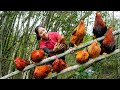 Harvesting Chicken Goes To Market Sell | Make Grilled Chicken - Hanna Daily Life New