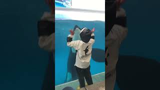 【シャチ】1-❻トレーナーさんと相思相愛　#名古屋港水族館