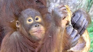 ヤシの実食べて美味しい顔のロキ・オランウータン