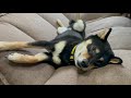 【柴犬】我が物顔でソファーを占領する黒柴