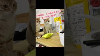 馋嘴猫，啥都吃记录猫咪日常 谁能拒绝傻憨憨的小猫咪