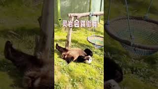 灵岩不仅会蹦迪还会跳街舞呢！ #panda #大熊貓