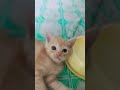 #funny #tingkahlucukucing#funnypets #cat #memes