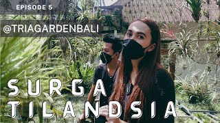 Mengenal jenis tilandsia, tanaman udara tanpa media/ surga tilandsia di Bali