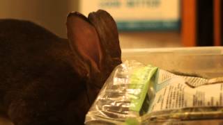 Rochelle consults with her Oxbow oat hay bag