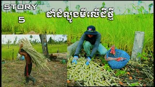 How to Grow Cassava at the New Land| របៀបដាំដំឡូងមីសម្រាប់ដីថ្មី