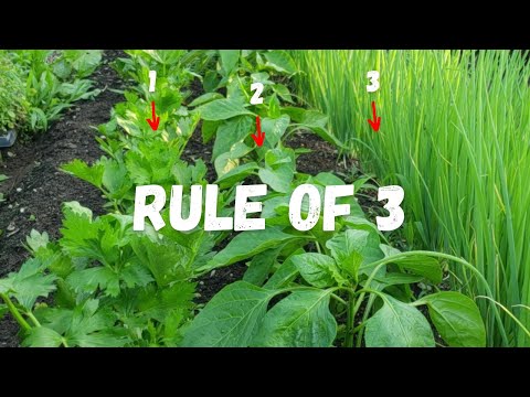 What happens if you plant shrubs too close together?