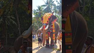 ചിറക്കൽ കാളിദാസൻ |സമന്വയ കപ്പിയൂർ പൂരം #shorts #viral #elephant