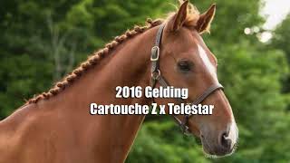 HFF Capital Asset - 2016 ZANG Gelding (Cartouche Z x Telestar)