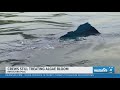 Floating paint pieces found in Lincoln Memorial Reflecting Pool