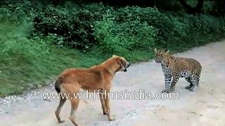 Leopard faces off with antelope, cow, dog and peafowl: meal time?