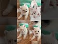 귀여움한도초과2 shorts pompitz puppy dog 귀염뽀짝 폼피츠3monthsold