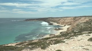 Missing surfer in Australia believed dead in shark attack, police say