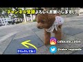 帰宅したパパとママへの対応が違いすぎる犬ｗ【トイプードルのコロン】