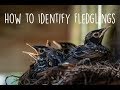 How to Identify Fledglings