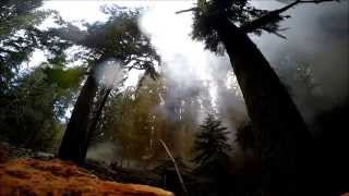 exploding tree HD. Tree services Victoria BC.
