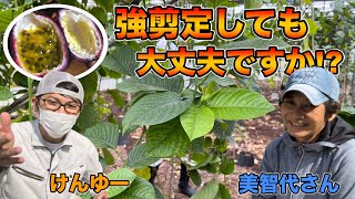 パッションフルーツ，強剪定しても大丈夫!? 接木の仕方は！？【美智代さん質問②】