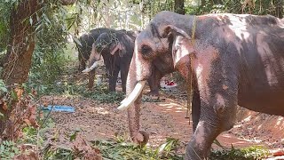 കൊമ്പൻമാരിലെ വമ്പന്മാർ ഒരുമിച്ച് ഒരിടത്ത് !!ചിറക്കൽ കാളി ,ഉട്ടോളി അനന്തൻ ,മംഗലാംകുന്ന് ശരൺഅയ്യപ്പൻ