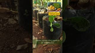 7 அடி வியட்நாம் பலா செடிகள் விற்பனை | Exotic Vietnam Jackfruit Sale: Perfect for Your Garden! 🌴🍈