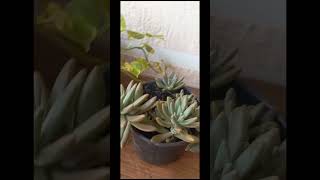 Pt 2 mostrando as plantas da minha irmã ￼