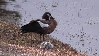 Beautiful, protective Australian Shelducks with their cute duckling