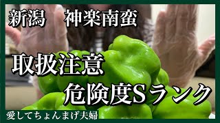 激ウマ野菜　新潟神楽南蛮