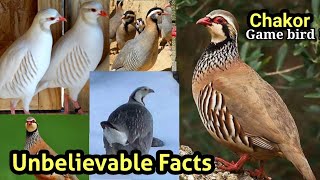 Chakor information | Chakor bird types | Chakor facts | National Bird Of Pakistan