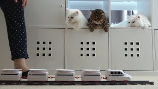 고양이 간식 기차가 도착했어요!