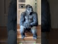 「イケメンゴリラ」シャバーニが座って考え事をしている？🦍東山動物園