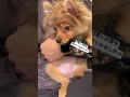 可愛いお腹を見せてくれました🐶 いぬ チワワ ポメチワ ポメラニアン 子犬 小型犬 犬 犬のいる暮らし 犬のいる生活 赤ちゃん 赤ちゃんのいる生活 こいぬ