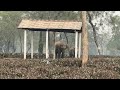 wild elephants entered in a house