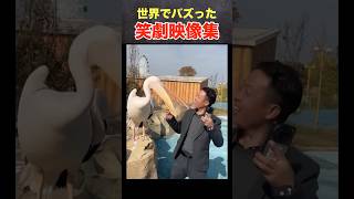 「秒で笑える！バズった瞬間集」#爆笑 #おもしろ動画 #viral #funnyfails #笑撃