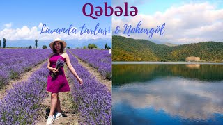 Turistik Qəbələ - Lavanda tarlası \u0026 Nohurgöl