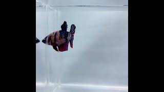 Galaxy Koi Betta Fish GK-0377 | Female Betta Fish | Betta Fish for Sale