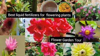 ఈరోజు garden లో విరపూసిన పువ్వులు | Best liquid fertilizer for Flowering plants |TeluguHomeGardener