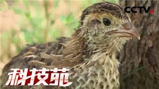 《科技苑》 20180212 胆小脾气暴 松鸡宠着养 | CCTV农业