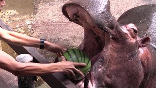 カバのスイカまるごとタイム The hippo’s watermelon time