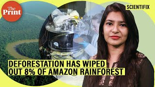 Deforestation has wiped out 8% of Amazon rainforest