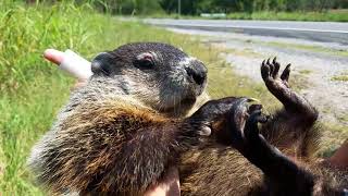 Wild Groundhog (Near Grand Lake Casino, Grove, OK)