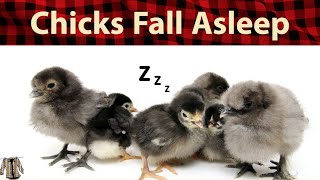 Music for chickens -- Baby chicks falling asleep