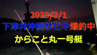 下津井沖　真鯛サビキ爆釣編？　からこと丸#鯛サビキ#鯛釣り