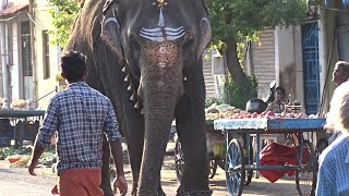 The Srirangam temple Elephant gobbles a plate of Tomatoes on a stroll through the temple premises.