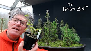 Pruning My Bog Forest and Repotting My Lantana, The Bonsai Zone, March 2023