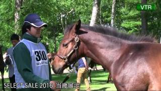 セレクトセール2016 ２日目 当歳馬展示