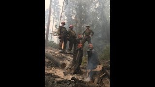 hazard tree falling wildland fire #wildlandfirefighter #treefelling #chainsaws