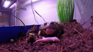 Fiona Devours Pinky Mice! [Warning Live Feeding]