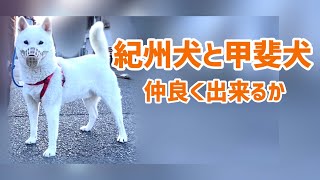 喧嘩する思たらせんのかーい【紀州犬・甲斐犬】