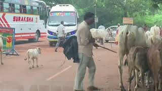 Punganur Calf Cute Walk  #punganurcalf #punganurcow