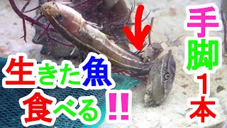 ハサミと脚を失っても生きたままのゴンズイを食べるカニ！　生きる力　脱皮で再生♪　イソガニ　crab　kakra　kekda　কাঁকড়া　cua　краб　ปู　alimango　Kepiting